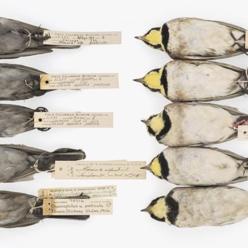 Soot-covered birds provide clues to 20th-century pollution